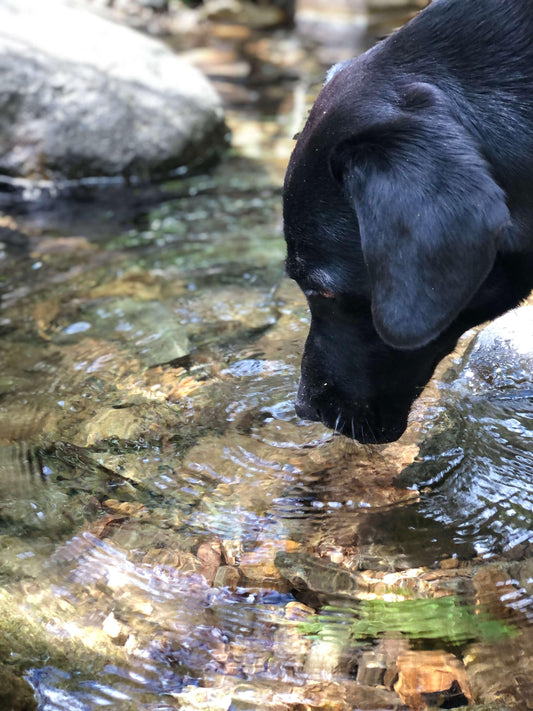 Candle Safety: Creating a Pet-Friendly Environment - Belle Secrets